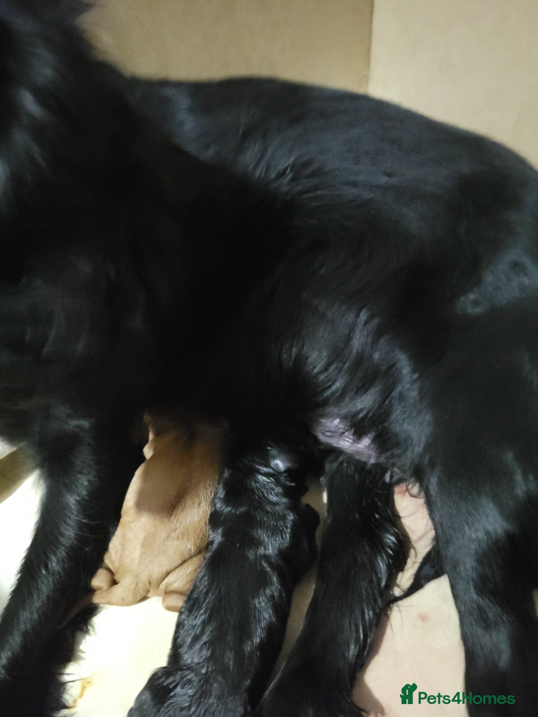 Cocker Spaniel dogs for sale: Beautiful cocker Spaniel ginger boy left - Image 2