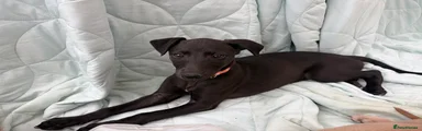 Whippet Puppy 6