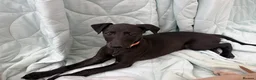 Whippet dogs for sale: Stunning KC whippet girl puppy  - Advert 22