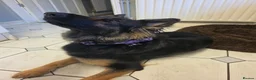 German Shepherd dogs for sale: German shepherd puppies outstanding litter - Advert 7