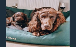 Cocker Spaniel dogs for sale: Stunning male cocker spaniel puppy pedigree - Image 15