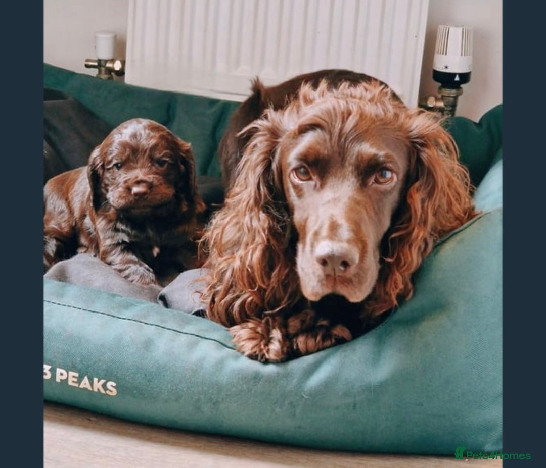 Cocker Spaniel dogs for sale: Stunning male cocker spaniel puppy pedigree - Image 15
