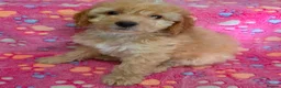 Cockapoo dogs for sale: Female Cockapoo - Advert 10