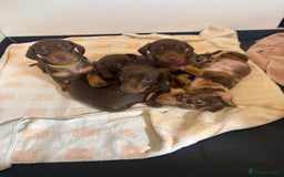 Miniature Dachshund dogs for sale: 🤩 3 Kc mini dachshund 🤩 - Advert 11