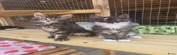 Maine Coon cats for sale: GCCF Registered Maine Coon Kittens  - Advert 4
