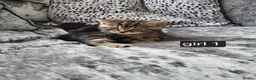 Mixed Breed cats for sale: 3 beautiful kittens looking for there new home - Advert 5