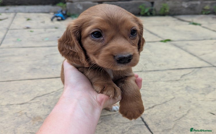 Cocker Spaniel dogs - Advert 11