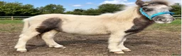 Shetland pony horses for sale: 7 months old colt  in Reading - Advert 3