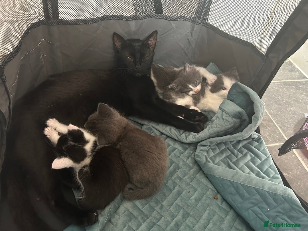 Mixed Breed cats for sale: Beautiful kittens avalible  - Image 4