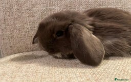 Mini Lop rabbits for sale: Healthy lovely bunny  - Advert 6