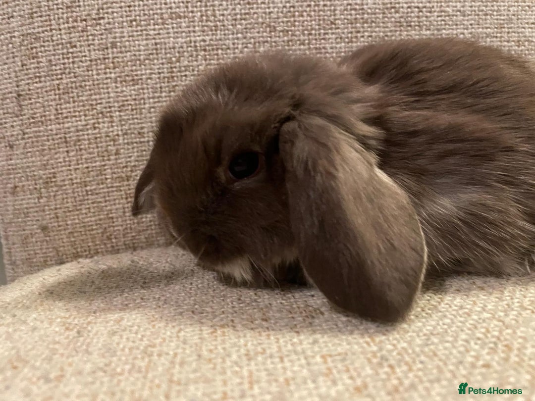 Mini Lop rabbits for sale: Healthy lovely bunny  - Advert 6