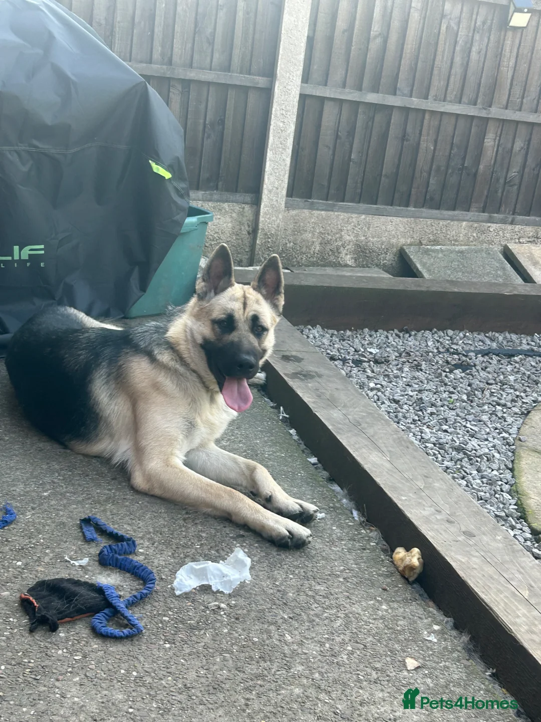 Shepsky dogs for sale: Blaze  in Barnsley - Advert 2