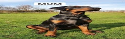 Dobermann dogs for sale: Top quality Doberman puppies  - Advert 11
