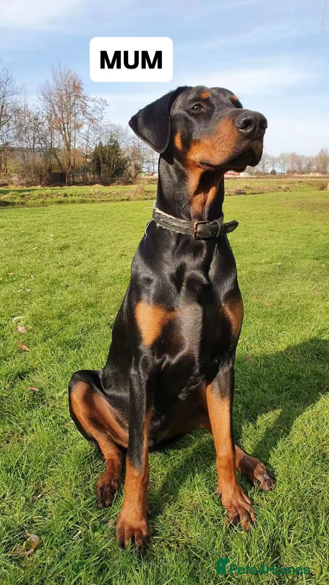 Dobermann dogs for sale: Top quality Doberman puppies  - Advert 11