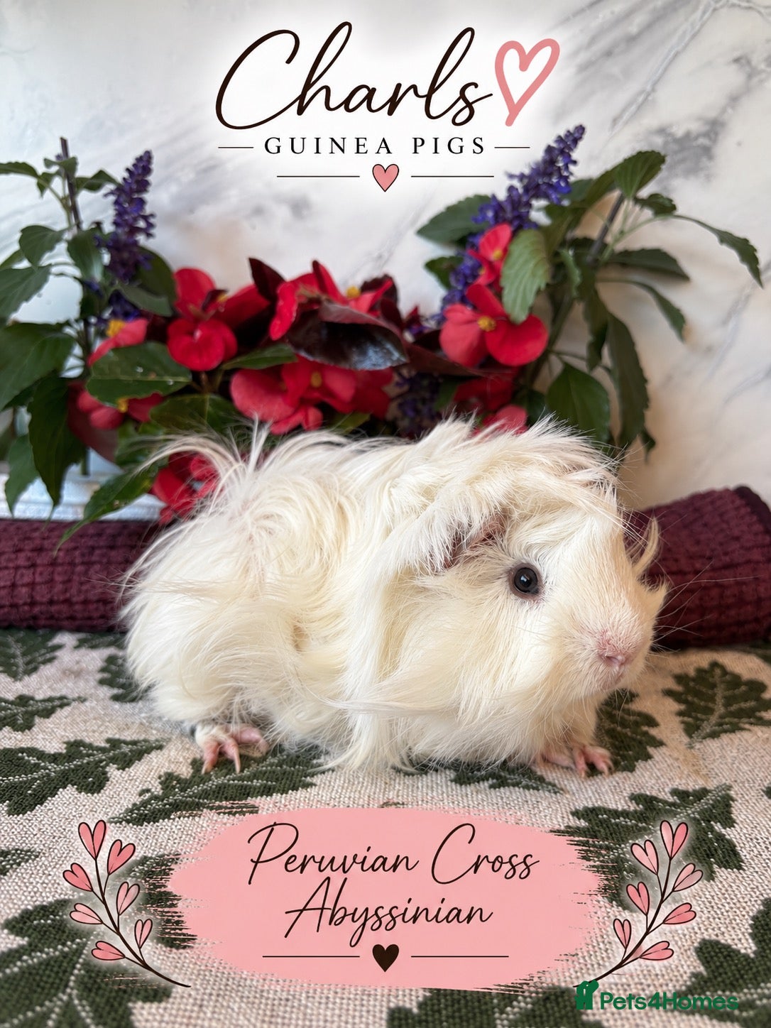 Guinea Pig rodents LOTS !!! very Friendly baby boy guinea pigs 🩵 - Advert 1
