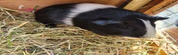 Guinea Pig rodents for sale: Guionea Pigs - Advert 1