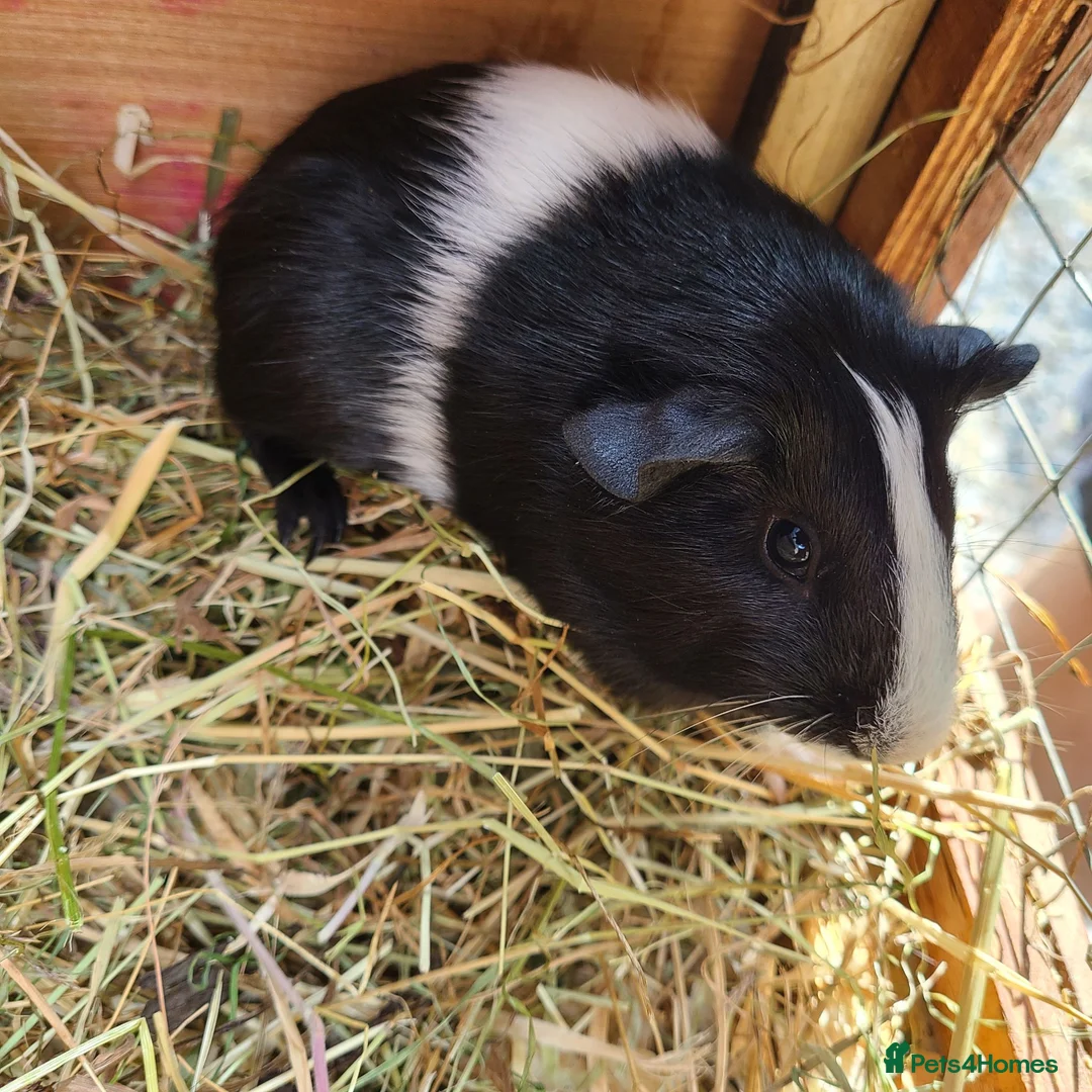 Guinea Pig rodents for sale: Guionea Pigs - Advert 1