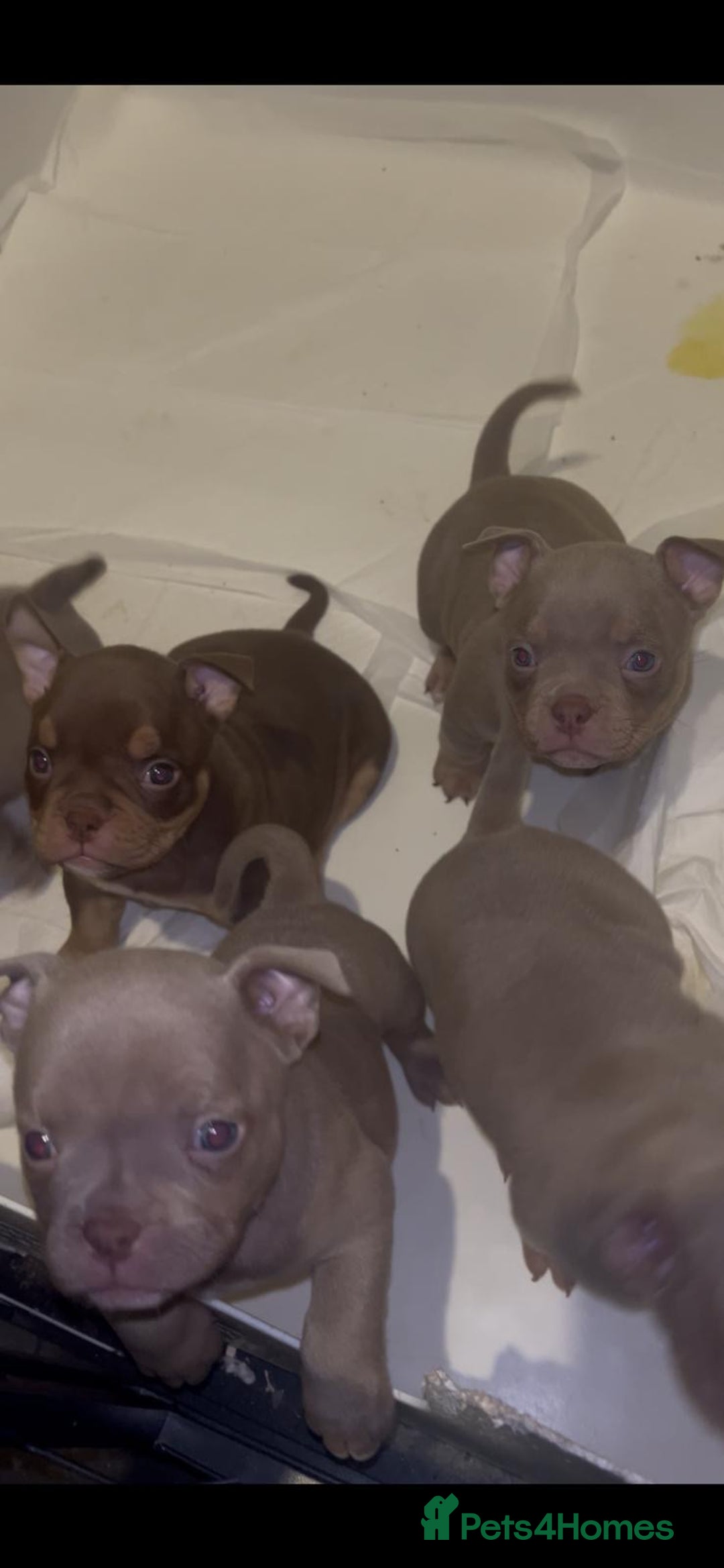 American Bully dogs for sale: Lilac’s Miniature microbully’ puppy’s - Advert 3
