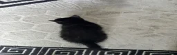 Mixed Breed cats for sale: kittens - Advert 13