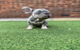 French Bulldog dogs for sale: Beautiful pups- Ready to leave 🏡 - Image 8