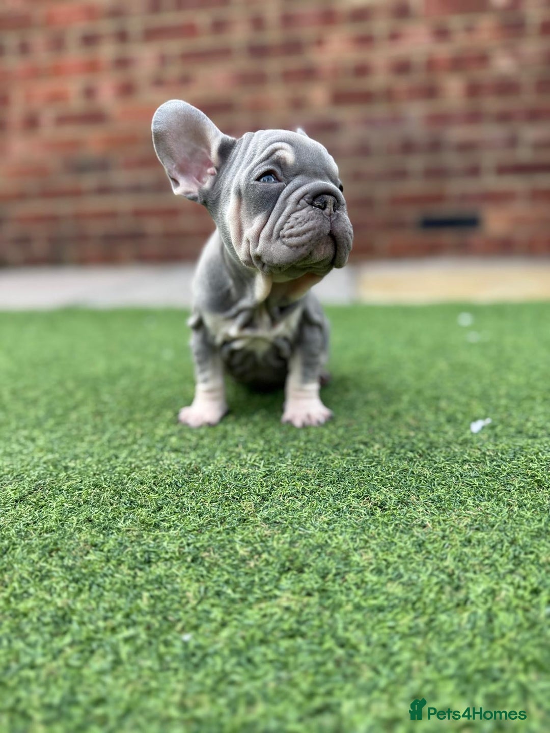 French Bulldog dogs for sale: Beautiful pups- Ready to leave 🏡 - Image 8
