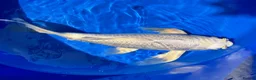 Koi Carp fish for sale: Stunning Japanese Purachina Butterfly Koi - Advert 1