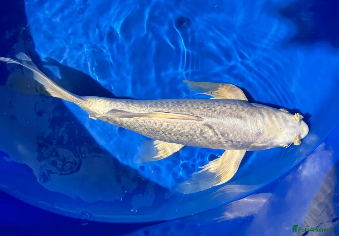 Koi Carp fish for sale: Stunning Japanese Purachina Butterfly Koi - Advert 1