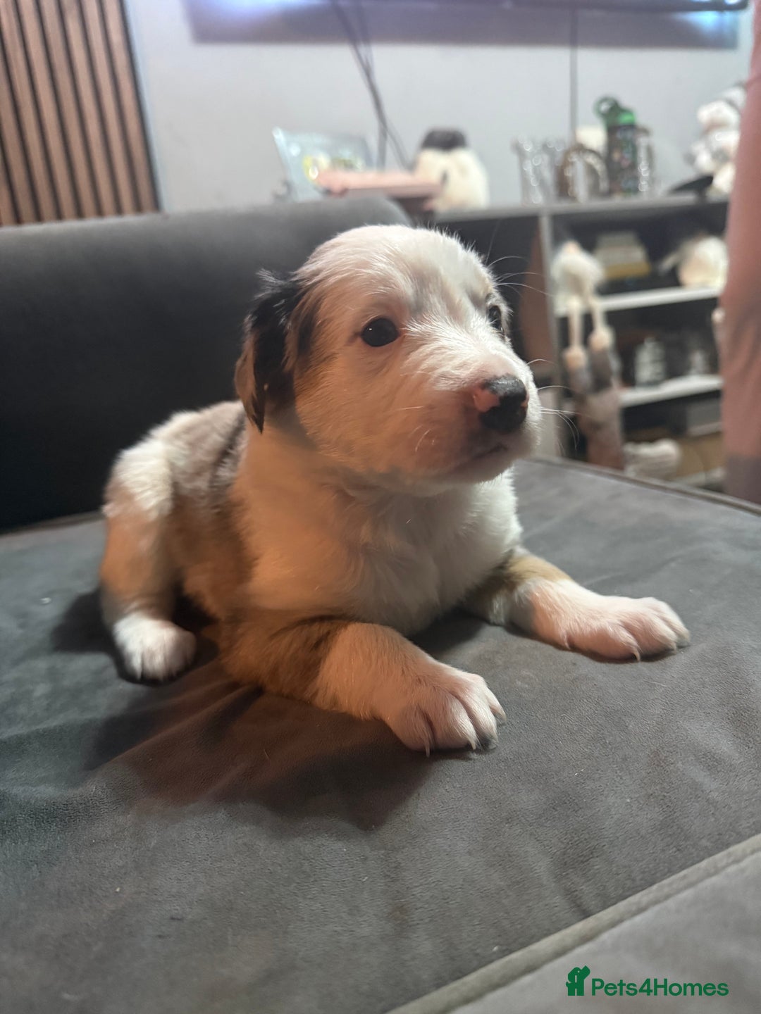 Border Collie dogs for sale: Border Collie Puppies  - Advert 3