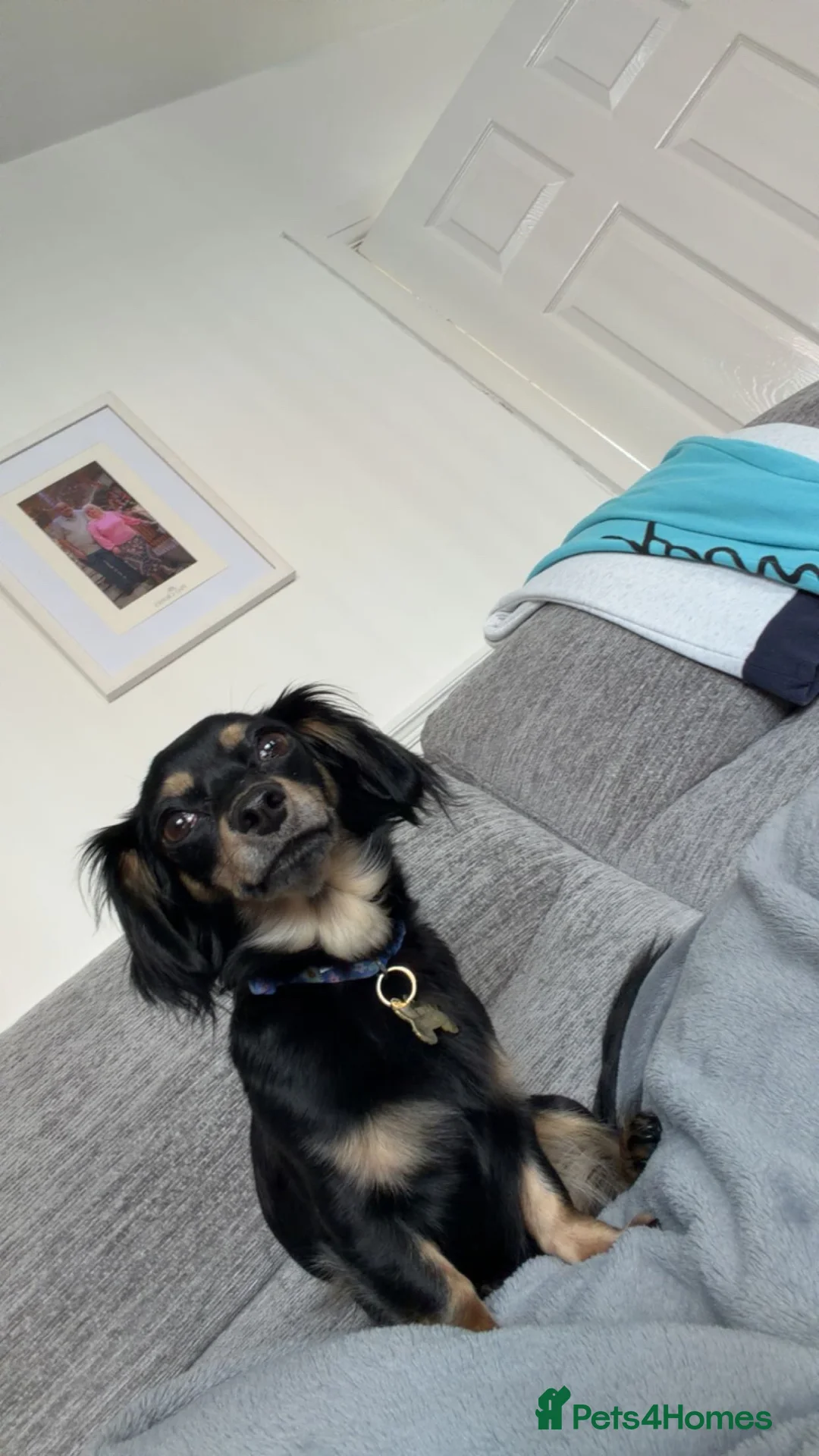 Chiweenie dogs for sale: 2 year old chiweenie - Advert 3