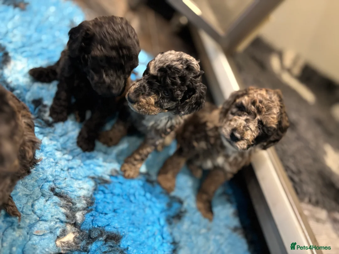 Miniature Poodle dogs for stud: Health tested red kc miniature poodle stud  in Doncaster - Advert 2