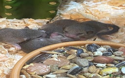 Mouse rodents for sale: Baby and adult micro squirrels  - Image 2