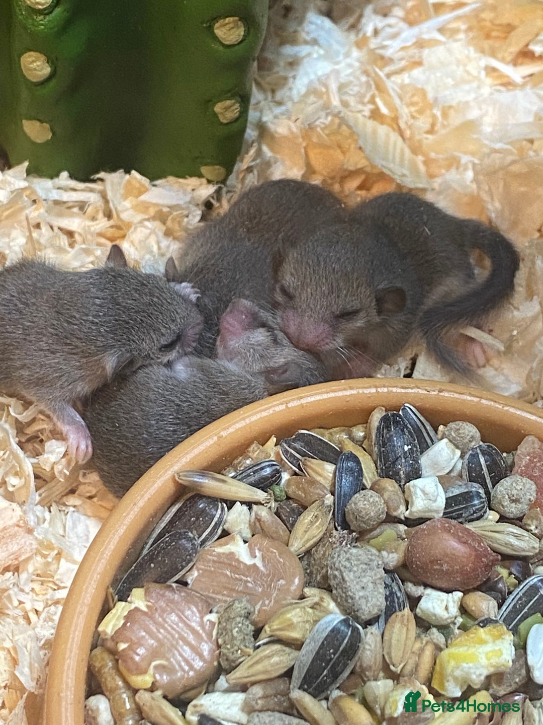 Mouse rodents for sale: Baby and adult micro squirrels  - Image 2