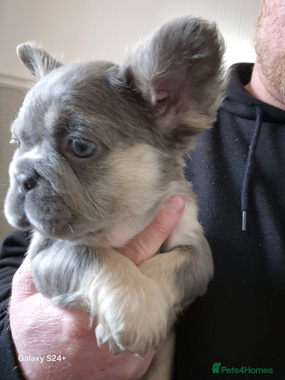 French Bulldog dogs for sale: Kc registered fluffy French Bulldog  - Advert 9