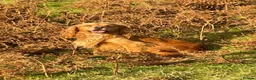 Cocker Spaniel dogs for stud: Kai - Desert Seeker Nithvalley for public Stud - Advert 2