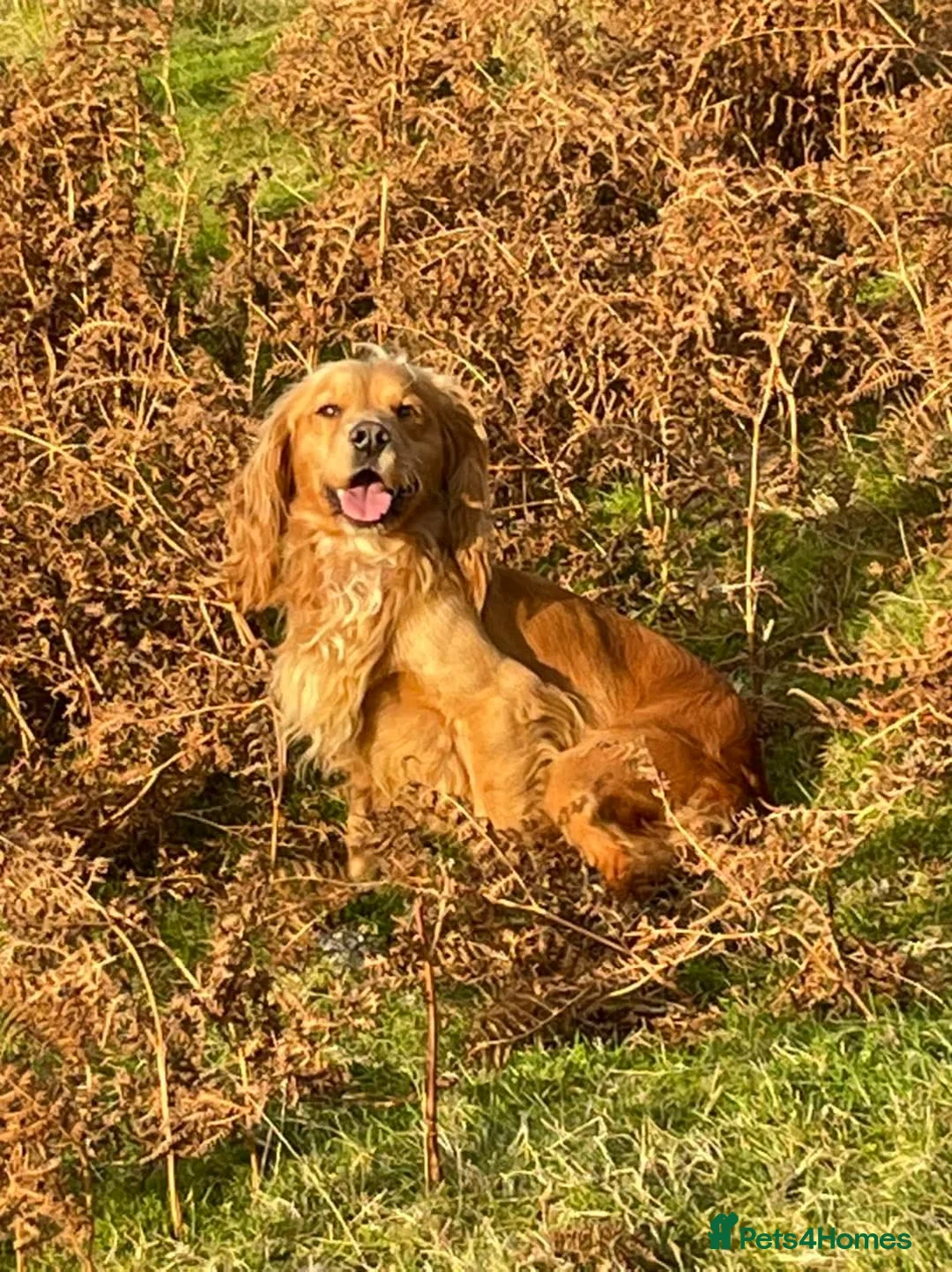 Cocker Spaniel dogs for stud: Kai - Desert Seeker Nithvalley for public Stud - Advert 2