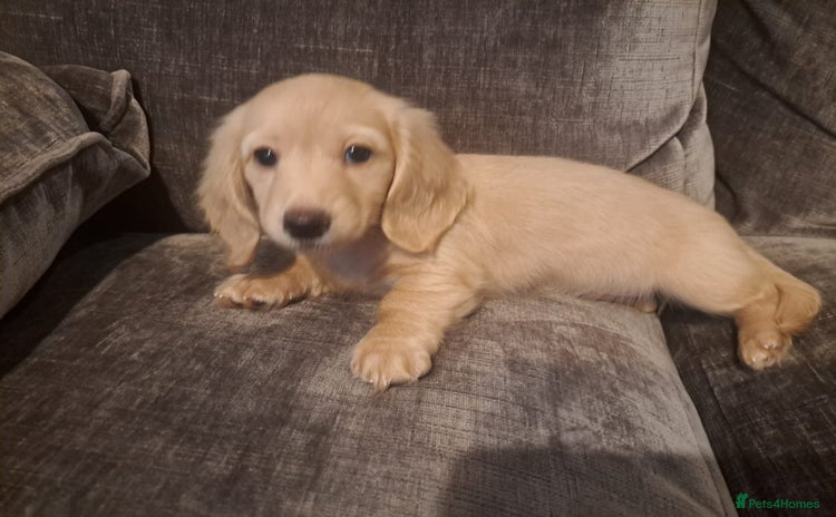 Miniature Dachshund dogs - Advert 16