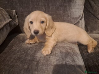 Miniature Dachshund dogs - Advert 1