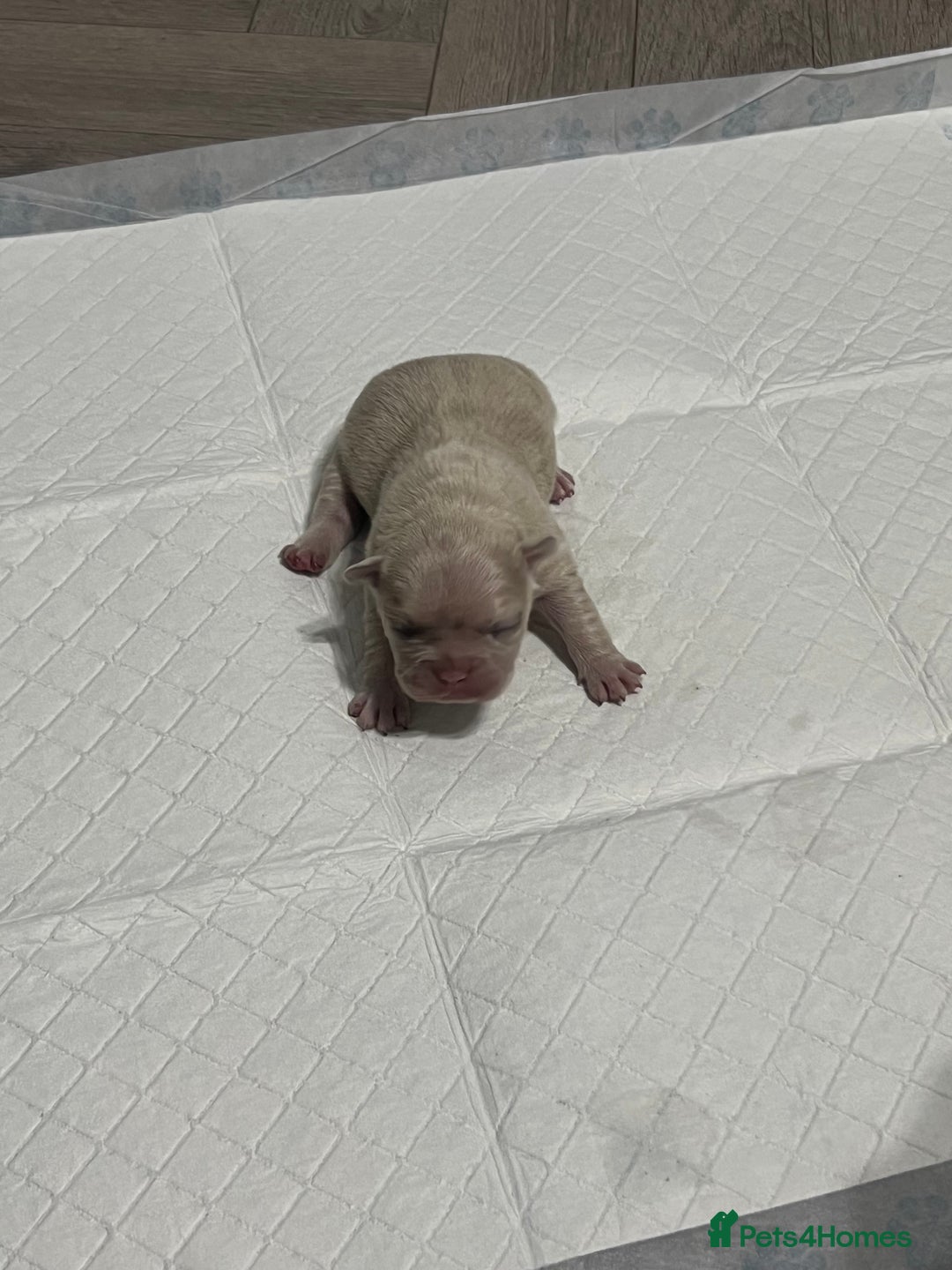 French Bulldog dogs for sale: French Bulldog Puppy’s  - Advert 8