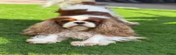 Cavalier King Charles Spaniel dogs for stud: Stunning Blenheim CKCS STUD boy - Advert 10