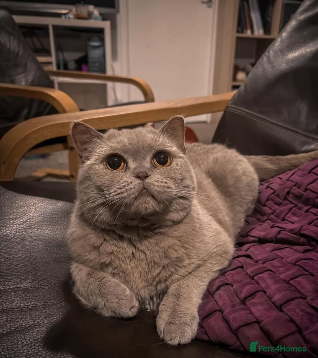 British Shorthair cats for sale: ✨ GCCF/TICA Stunning BSH Kittens – Blue&Bicolour ✨ - Image 11