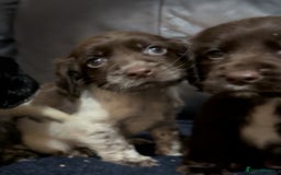 Cocker Spaniel dogs for sale: Adorable cocker spaniel puppies - Image 16