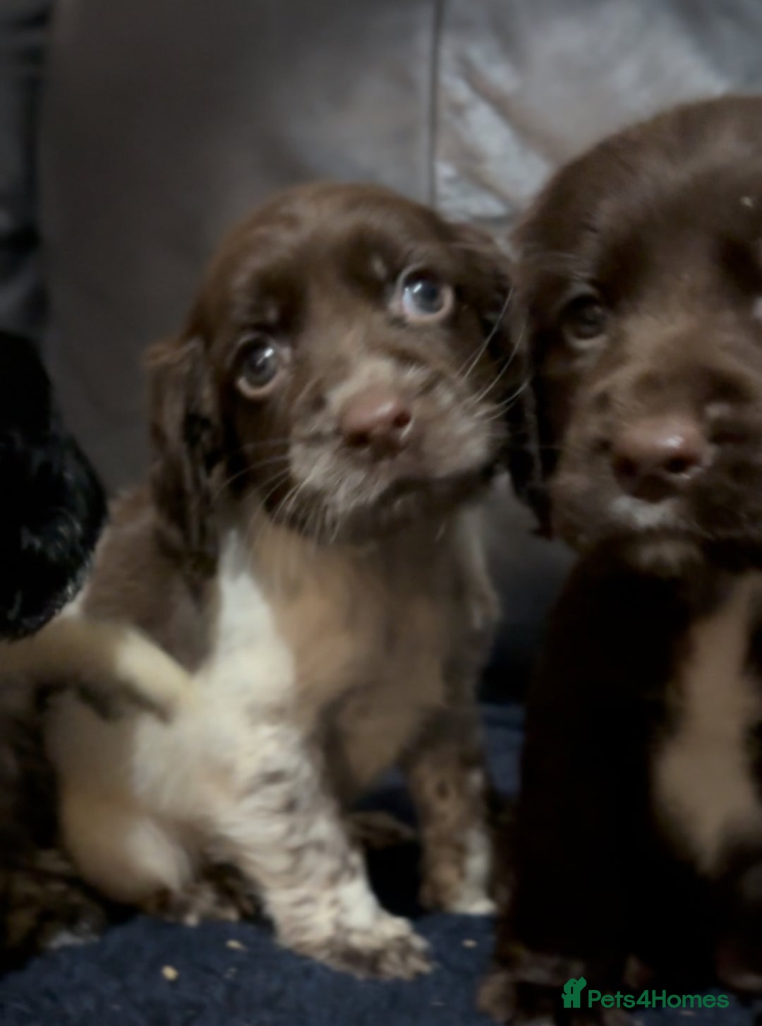 Cocker Spaniel dogs for sale: Adorable cocker spaniel puppies - Image 16