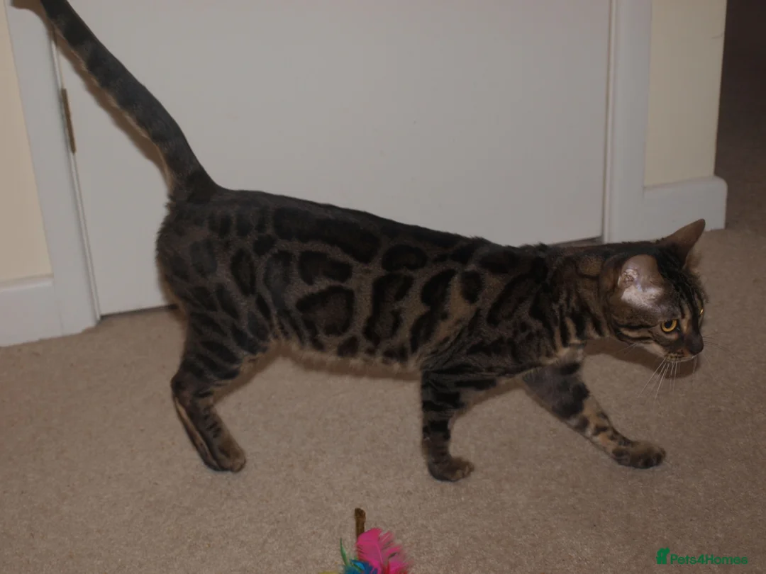 Bengal cats for sale: Stunning Bengal Female Cat - Advert 5
