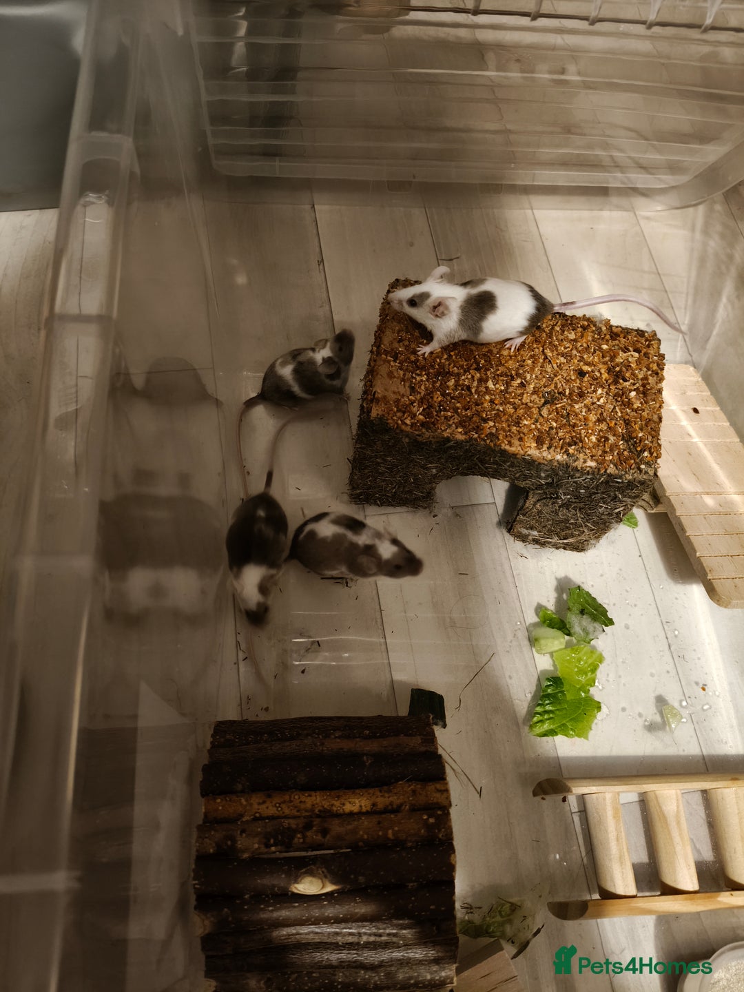 Mouse rodents for sale: 4 female baby mice  - Advert 1