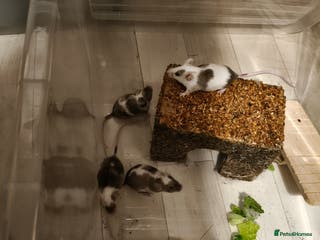 Mouse rodents 4 female baby mice - Advert 23