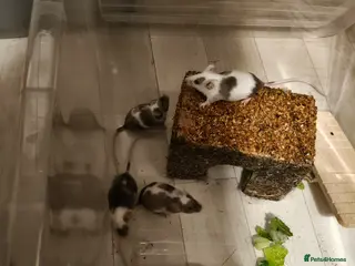 Mouse rodents 4 female baby mice - Advert 18
