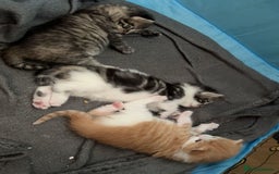 Mixed Breed cats for sale: Ginger fluffy kitten - Image 2