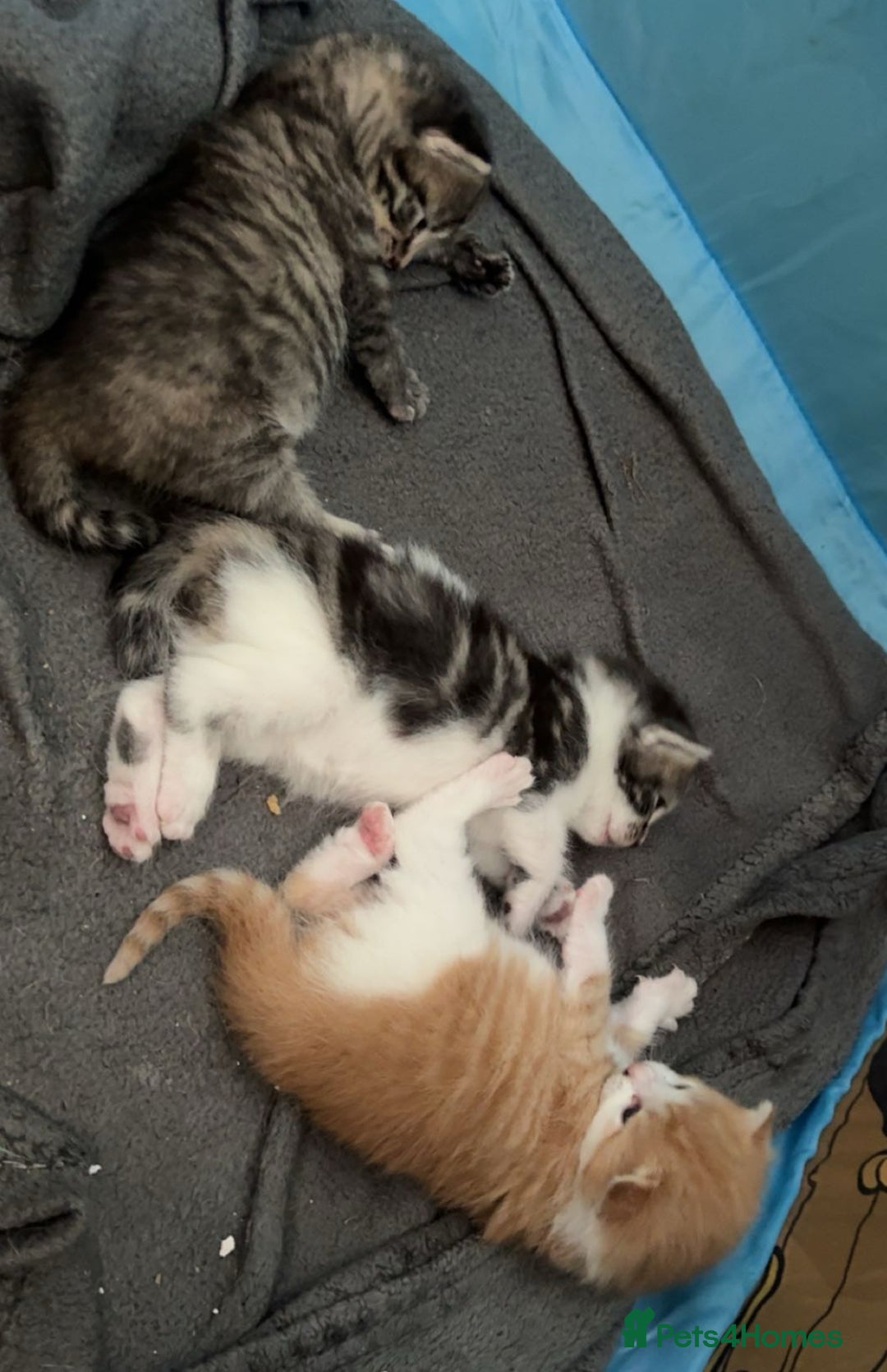 Mixed Breed cats for sale: Ginger fluffy kitten - Image 2