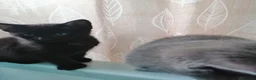 Mixed Breed cats for sale: Black Ragdoll x Russian Blue kitten. - Advert 9
