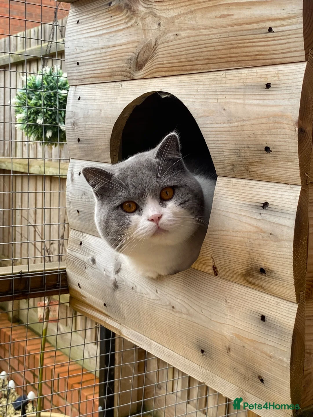 British Shorthair cats for sale: Beautiful British Shorthair Male Kittens 🐾 - Advert 2